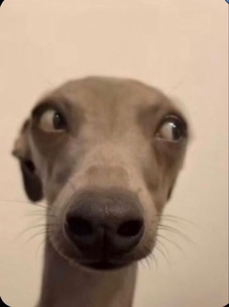 Goofy ahh pictures memes