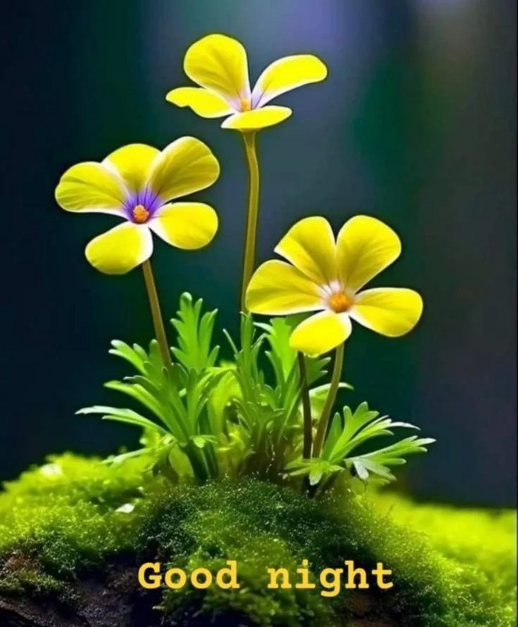 good night images good night images