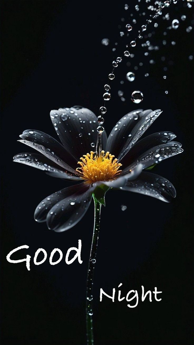 good night images good night images